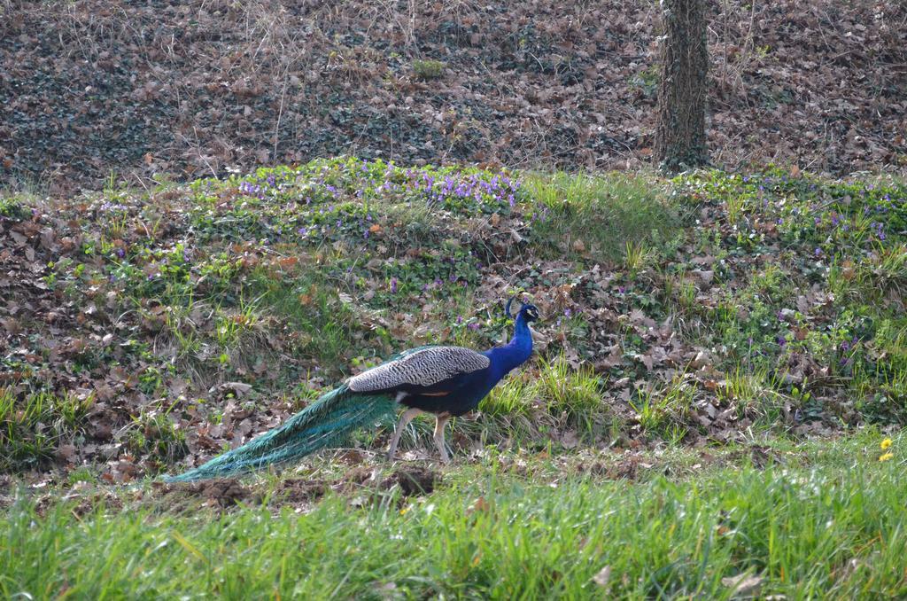 Agriturismo Dondino Cavriana Dış mekan fotoğraf