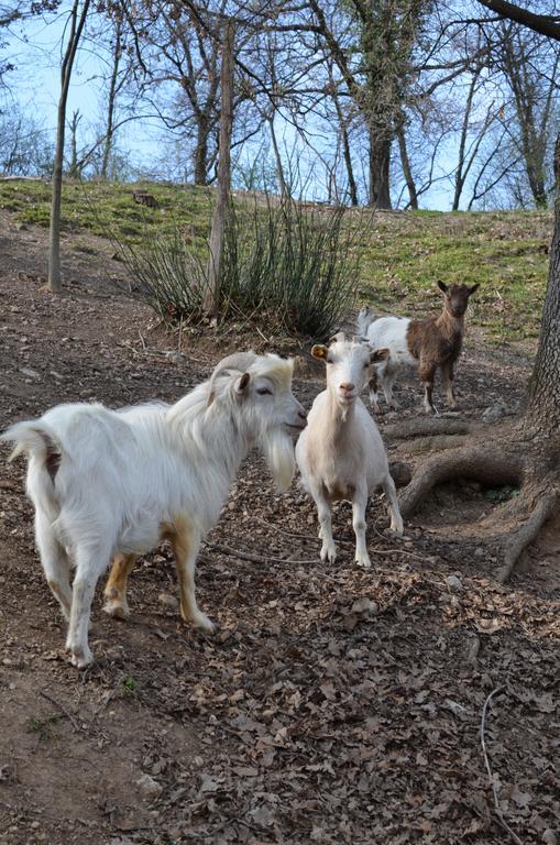 Agriturismo Dondino Cavriana Dış mekan fotoğraf