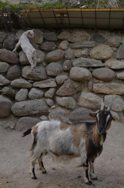 Agriturismo Dondino Cavriana Dış mekan fotoğraf